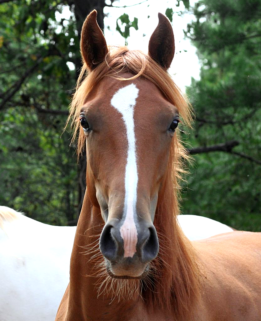 haas-pellets-cavalo