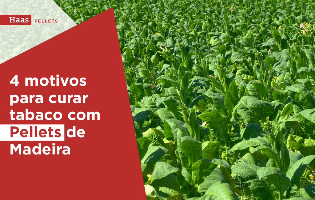 Haas-Pellets-4-motivos-para-curar-tabaco-compellets-de-madeira