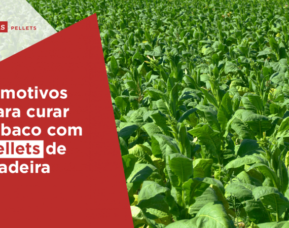 Haas-Pellets-4-motivos-para-curar-tabaco-compellets-de-madeira