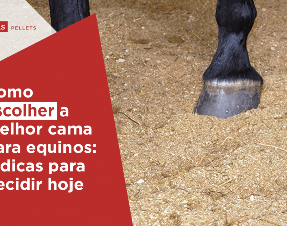 Haas-Pellets-como-escolher-a-melhor-cama-para-equinos-6-dicas-para-decidir-hoje