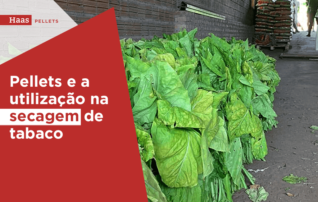 Haas Pellets-Pellets-e-a-utilização-na-secagem-de-tabaco