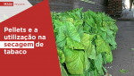 Haas Pellets-Pellets-e-a-utilização-na-secagem-de-tabaco