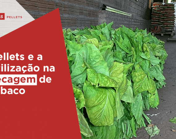 Haas Pellets-Pellets-e-a-utilização-na-secagem-de-tabaco